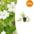 24x Vinca major 'Alba' - Weißblühender Bodendecker, 10-25cm Bild 1