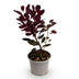 Cotinus coggygria Lilla: Purple blooms & purplish-red foliage, easy to care for Bild 2
