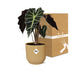 Alocasia 'Polly' in a yellow ELHO Vibes Fold pot, 14 cm Bild 5