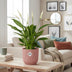 Friedenslilie Spathiphyllum 12cm im ELHO Vibes Fold 14cm Topf Rosa Bild 3