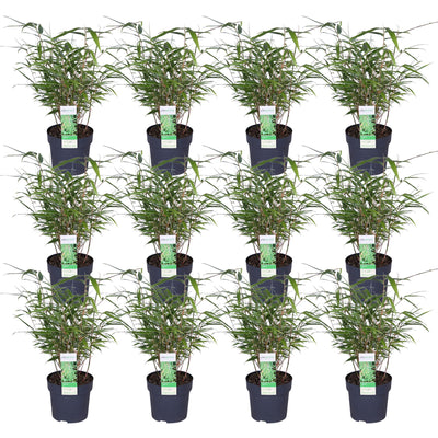 12x Fargesia rufa Bambus - 40cm Höhe, Ø14 Topf