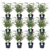 12x Fargesia rufa Bamboo - 40cm height, Ø14 pot Bild 1