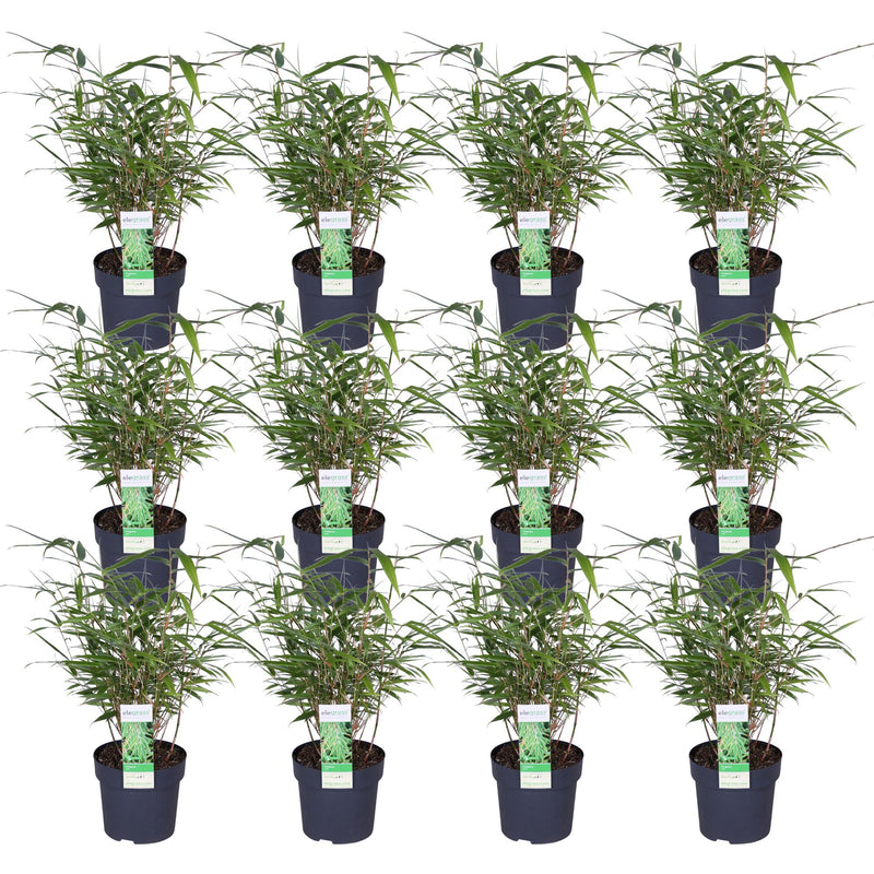 12x Fargesia rufa Bamboo - 40cm height, Ø14 pot