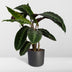 Calathea Warscewiczii Pfauenpflanze: Samtige Blätter, Ø19cm, 70cm hoch Bild 3