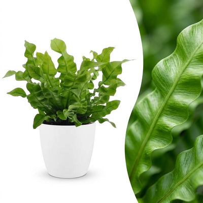Green boutiQ - Asplenium Crispy Wave - Krauser Wellenfarn - 1 Pflanze - mit Weißem Topf - Topf 12cm - Höhe - 30cm