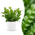 Green boutiQ - Asplenium Crispy Wave - Krauser Wellenfarn - 1 Pflanze - mit Weißem Topf - Topf 12cm - Höhe - 30cm Bild 1