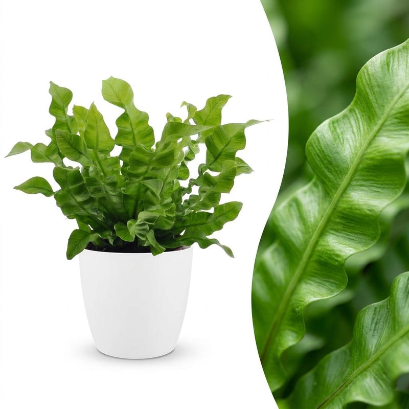 Green boutiQ - Asplenium Crispy Wave - Krauser Wellenfarn - 1 Pflanze - mit Weißem Topf - Topf 12cm - Höhe - 30cm