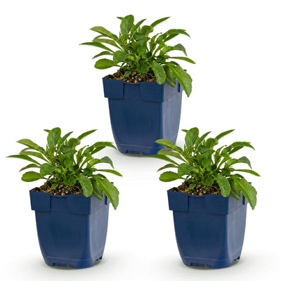 Green boutiQ - Perennial - Campanula persicifolia - Peach Leaf Bellflower - Bee and Butterfly Attractors - Blue - 3 Plants - Pot 11cm - Height 15-25cm