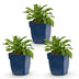 Green boutiQ - Perennial - Campanula persicifolia - Peach Leaf Bellflower - Bee and Butterfly Attractors - Blue - 3 Plants - Pot 11cm - Height 15-25cm Bild 1