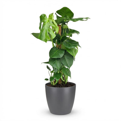 Monstera Deliciosa am Moosstab, 90cm, Topf 19cm Grau