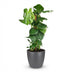 Monstera Deliciosa on Moss Pole, 90cm, Pot 19cm Grey Bild 2