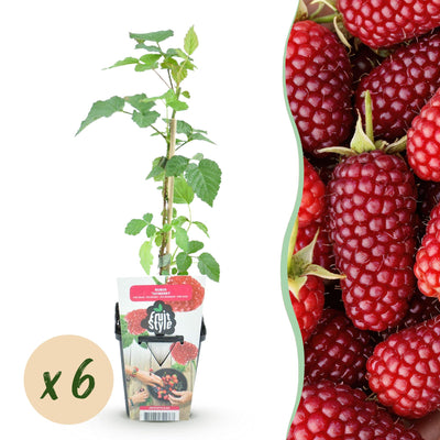 GreenboutiQ - Obstpflanzen - Taybes - Rubus Tayberry - Winterhart - 6 Pflanzen - Topf 9 cm - Rote Johannisbeere
