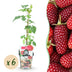 GreenboutiQ - Obstpflanzen - Taybes - Rubus Tayberry - Winterhart - 6 Pflanzen - Topf 9 cm - Rote Johannisbeere Bild 1