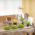 DIY Pflanzen-Terrarium mit LED-Licht: Bonsai Sam XL, Ø 30cm Bild 3