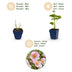 Green boutiQ - Perennial - Anemone hybr. Kön. Charlotte - Autumn Anemone - Shade - Pink - 6 Plants - Pot 11cm - Height 15-25cm Bild 6