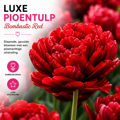 Tulpenzwiebeln Bombastic Red – 20 Stück | KH Bloembollen® | Rote Pfingsttulpe – Doppelt blühend & luxuriös – Für Garten oder Topf – Größe 11/12 – Frisch vom Züchter!