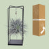 Tillandsia Mix 1 Stück, Ø20cm - ↕20cm, Luftpflanze für Ihr Zuhause Bild 4