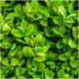 Buchsbaum Heckenpflanze Buxus Sempervirens 20cm hoch, 6er Pack Bild 3