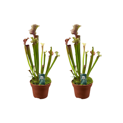 2x Sarracenia Judith Hindle Kannenpflanzen, 12cm Topf, 30cm hoch
