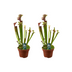 2x Sarracenia Judith Hindle Kannenpflanzen, 12cm Topf, 30cm hoch Bild 1