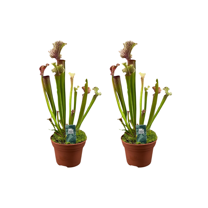 2x Sarracenia Judith Hindle Kannenpflanzen, 12cm Topf, 30cm hoch