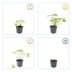 48x Geranium 'Tiny Monster' | 10-25cm hoch | Ø9cm Topf Bild 4