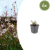 6x Gaura 'Siskiyou Pink' - Perennial 10-25cm - Ø9cm Bild 1