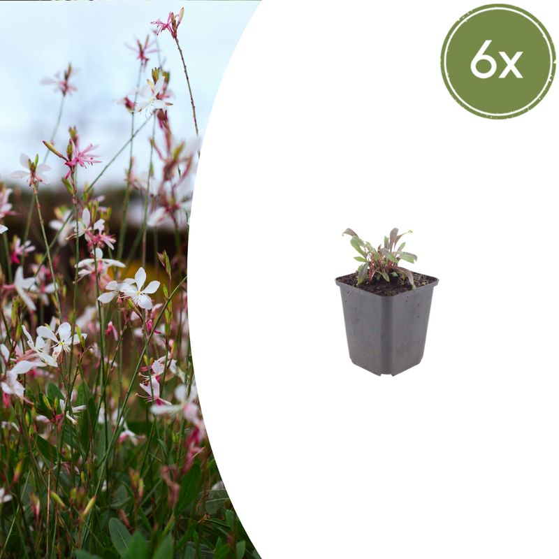 6x Gaura 'Siskiyou Pink' - Perennial 10-25cm - Ø9cm