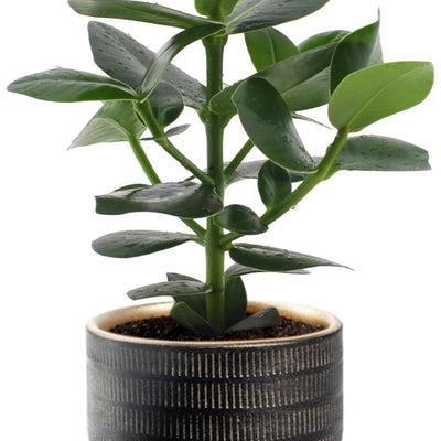 Clusia Rosea Princess - Ø12cm - ↕15cm + Beau Pot D14x13cm - Schwarz