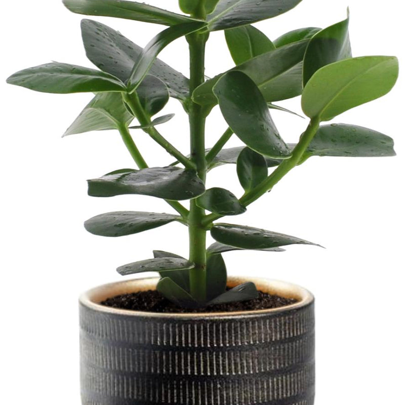Clusia Rosea Princess - Ø12cm - ↕15cm + Beau Pot D14x13cm - Schwarz