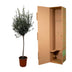 Olivenbaum auf Stamm (160cm) – Mediterranes Flair für Ihr Zuhause Bild 3