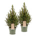2x Picea glauca Conica - Zuckerhutfichte - Grün - Weihnachtsbaum - Ø17cm - ↕65cm Bild 2