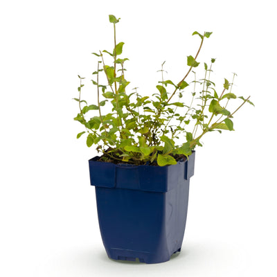 Green boutiQ - Perennials - Nepeta rac. Grog - Catmint - Bee and butterfly attractor - Blue - 1 Plant - 11cm pot - Height 15-25cm