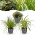 Green boutiQ Zimmerpflanzen-Mix: 3 haustierfreundliche Pflanzen im Topf Bild 1