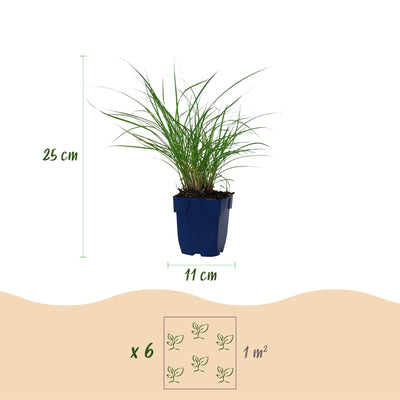 Green boutiQ - Gräser - Miscanthus sin. Red Chief - Pampasgras - Mit Blüte - Grün - 1 Pflanzen - Topf 11cm - Höhe 15-25cm