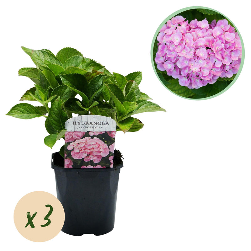 GreenboutiQ Hortensie 'Rosa', 3 Pflanzen, 1m², pflegeleicht