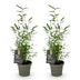 GreenboutiQ Bambus 'Black Dragon' - 2 Pflanzen im Topf 14cm Bild 2