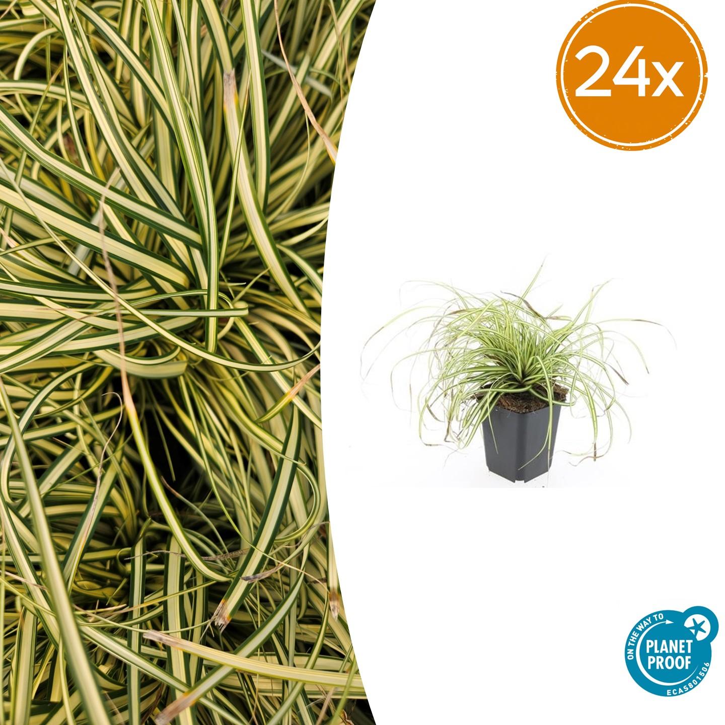 24x Carex oshim. 'Evergold'  - ↕10-25cm - Ø9cm