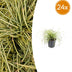 24x Carex oshim. 'Evergold' Ziergras - 10-25cm - Ø9cm Topf Bild 1