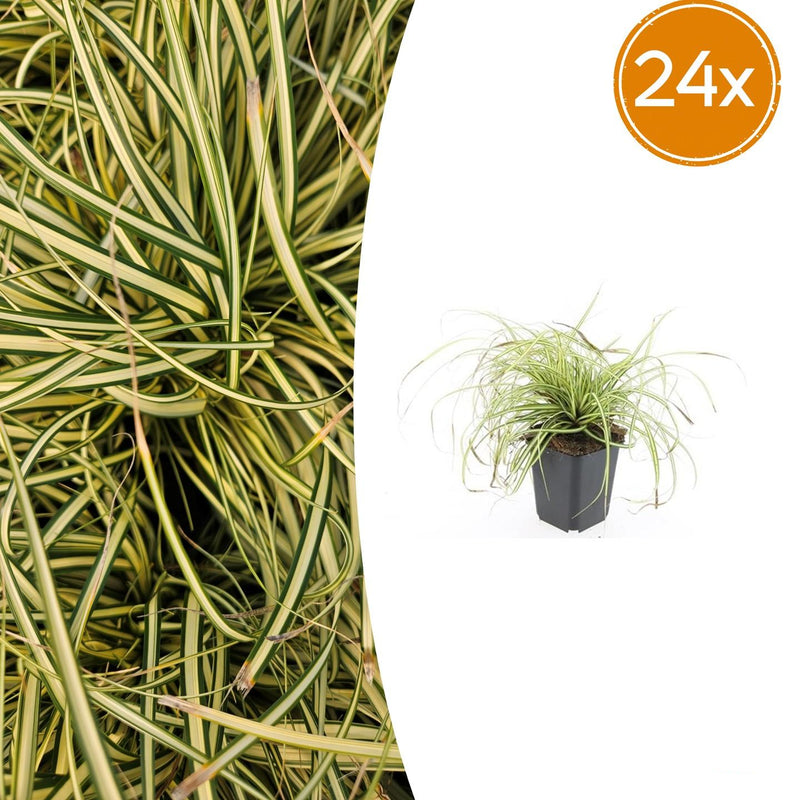 24x Carex oshim. 'Evergold' Ziergras - 10-25cm - Ø9cm Topf