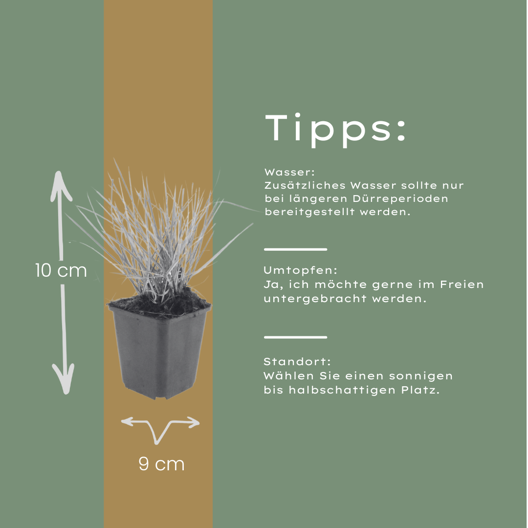 48x Sesleria autumnalis - ↕10-25cm - Ø9cm