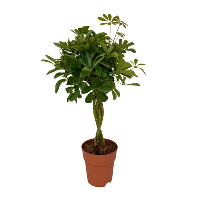 Schefflera Compacta (Schirmbaum) Ø19cm, 80cm hoch