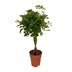 Schefflera Compacta (Schirmbaum) Ø19cm, 80cm hoch Bild 1