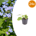 24x Brunnera macrophylla - Siberian Bugloss (10-25cm) Bild 1