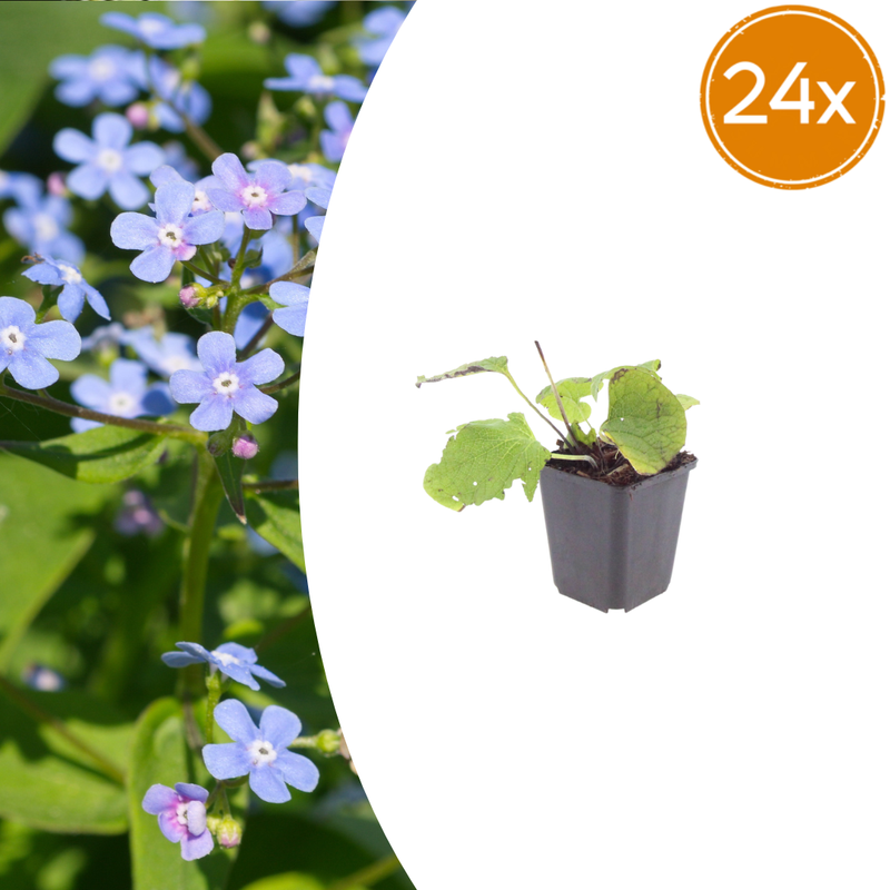 24x Brunnera macrophylla - Siberian Bugloss (10-25cm)