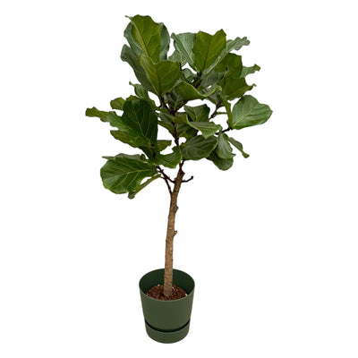 Ficus Lyrata Geigenfeige 160cm inkl. grüner Elho Topf Ø30cm