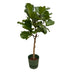 Ficus Lyrata Geigenfeige 160cm inkl. grüner Elho Topf Ø30cm Bild 1