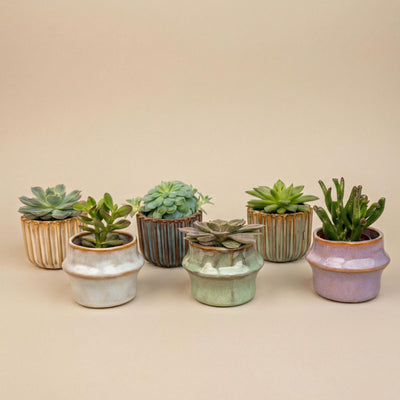 6er Sukkulenten-Set mit Mini-Keramiktöpfen Barcelona