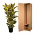 Ficus Elastica Tineke, Gummibaum, 140 cm Bild 4