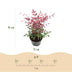 GreenboutiQ Nandina Obsessed: 2x Immergrüne Farbwunder im 17cm Topf Bild 3